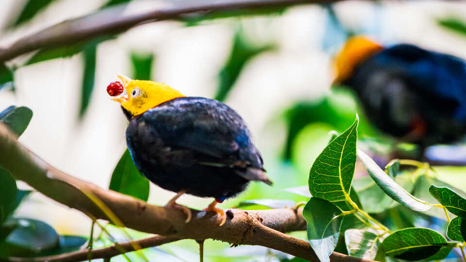 A golden-headed manakin bird eats a red berry while perching on a branch in Osher Rainforest at Cal Academy