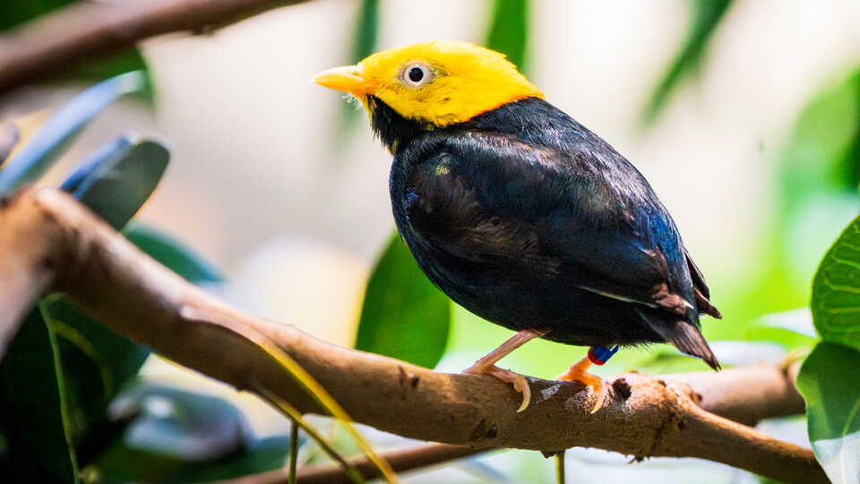Golden-headed manakin with bright yellow head and black breast rests on a branch in Osher Rainforest at Cal Academy