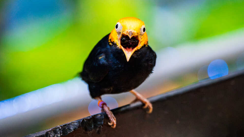 Golden-headed manakin tropical bird with yellow head and black body perches mid-song inside Osher Rainforest at Cal Academy