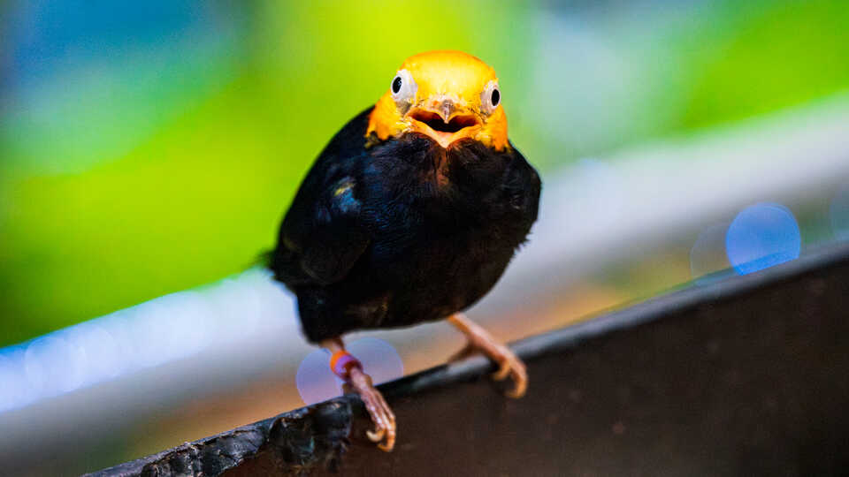 Golden-headed manakin tropical bird with yellow head and black body perches inside Osher Rainforest at Cal Academy