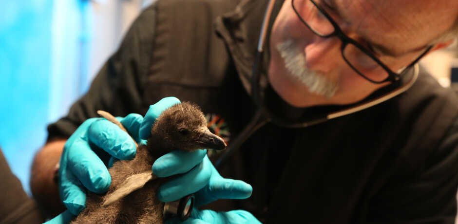 Academy Senior Veterinarian Freeland Dunker examines a newly hatched African penguin chick 