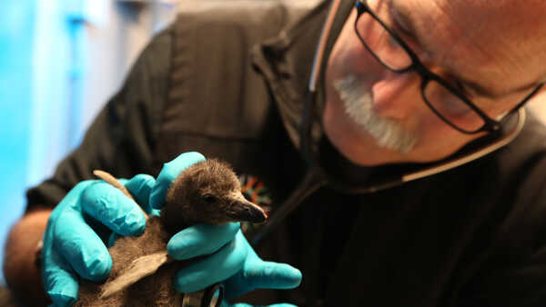 Academy veterinarian Freeland Dunker examines a newly hatched African penguin chick