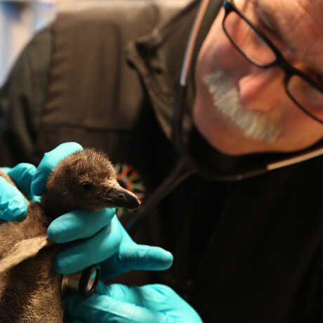 Academy veterinarian Freeland Dunker examines a newly hatched African penguin chick