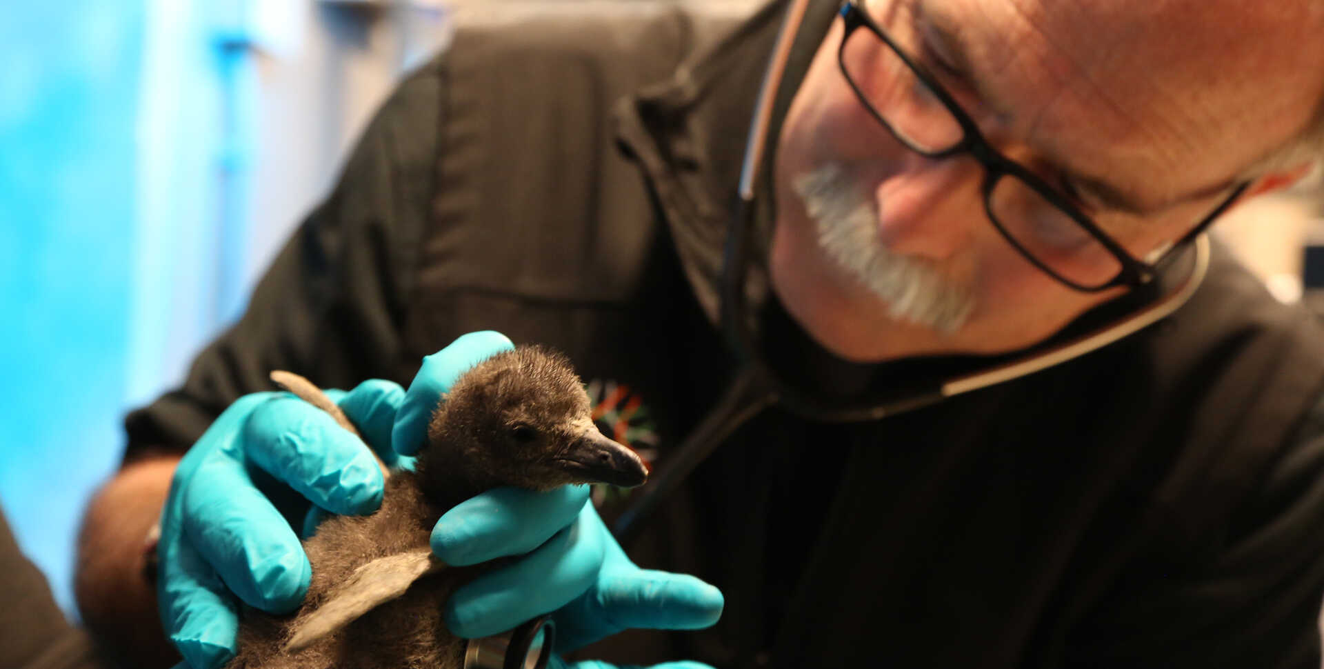 Academy veterinarian Freeland Dunker examines a newly hatched African penguin chick