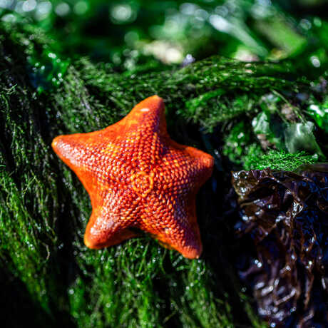 A bright orange bat star against a bed of deep green seaweed on a Mendocino County beach. Photo by Nicole Ravicchio