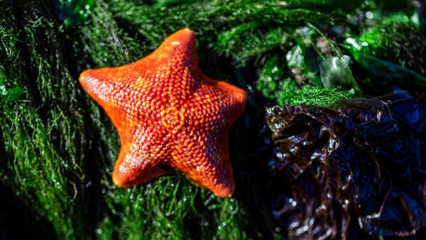 A bright orange bat star against a bed of deep green seaweed on a Mendocino County beach. Photo by Nicole Ravicchio