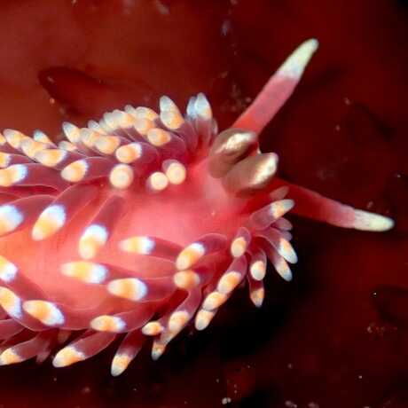 iNaturalist observation photo of Babas festive aeolid © Alison Young