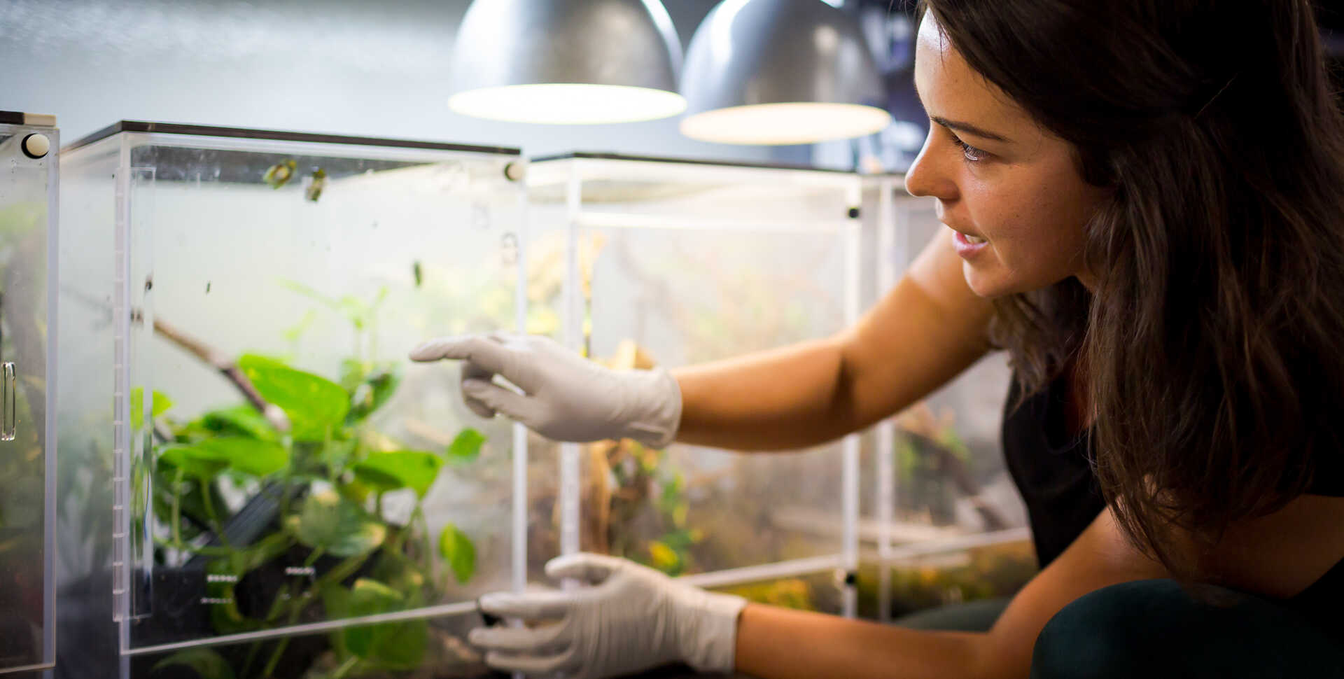 Rayna Bell, Academy curator of herpetology, points to a terrarium containing reed frog