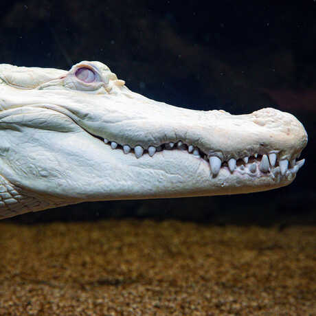 Striking profile of Claude the albino alligator at Cal Academy