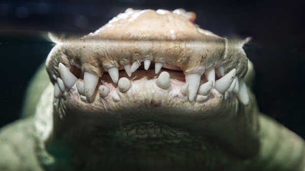 Claude the Academy's albino alligator shows off his toothy grin