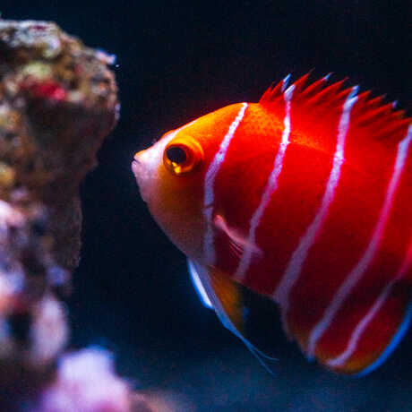 Close-up of peppermint angelfish, orange with thin white stripes, on exhibit in Twilight Zone at Cal Academy