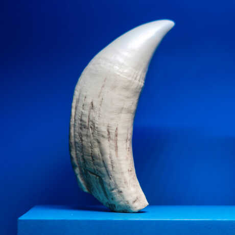 A megalodon shark tooth in Unseen Oceans exhibit at Cal Academy
