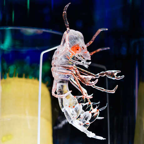 Eerie looking larger than life model of plankton species in Unseen Oceans exhibit at Cal Academy