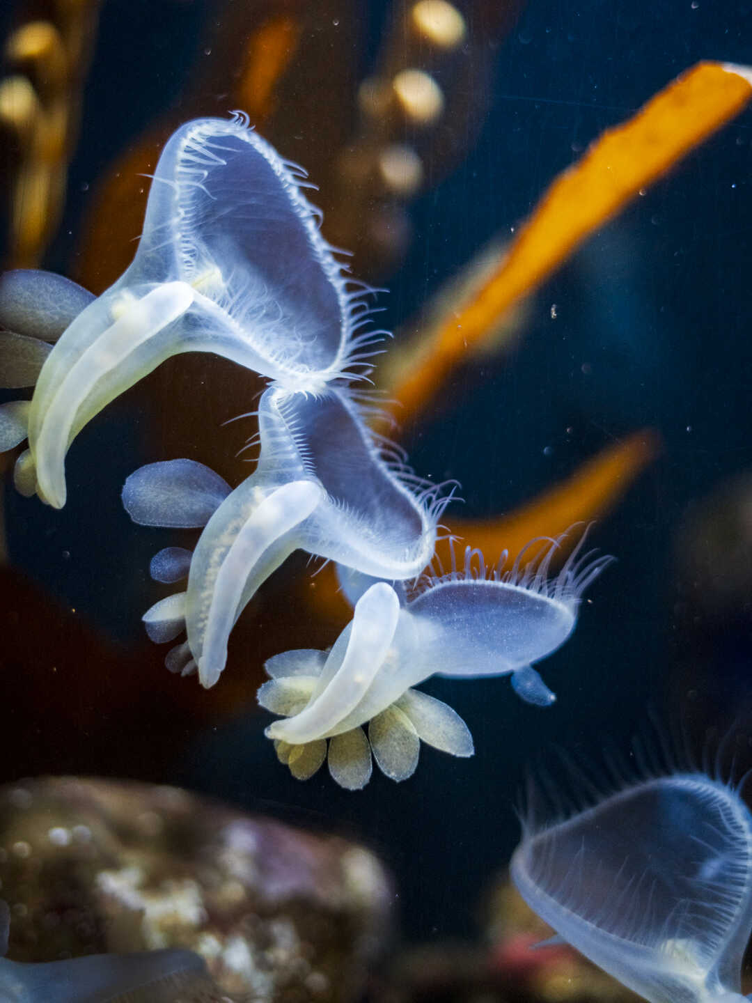 Group of ghostly lions mane nudibranchs filter water for plankton prey on exhibit at Cal Academy