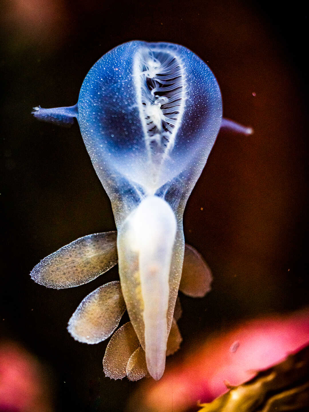 Lions mane nudibranch with oral hood and leaf-like cerata on exhibit at Cal Academy