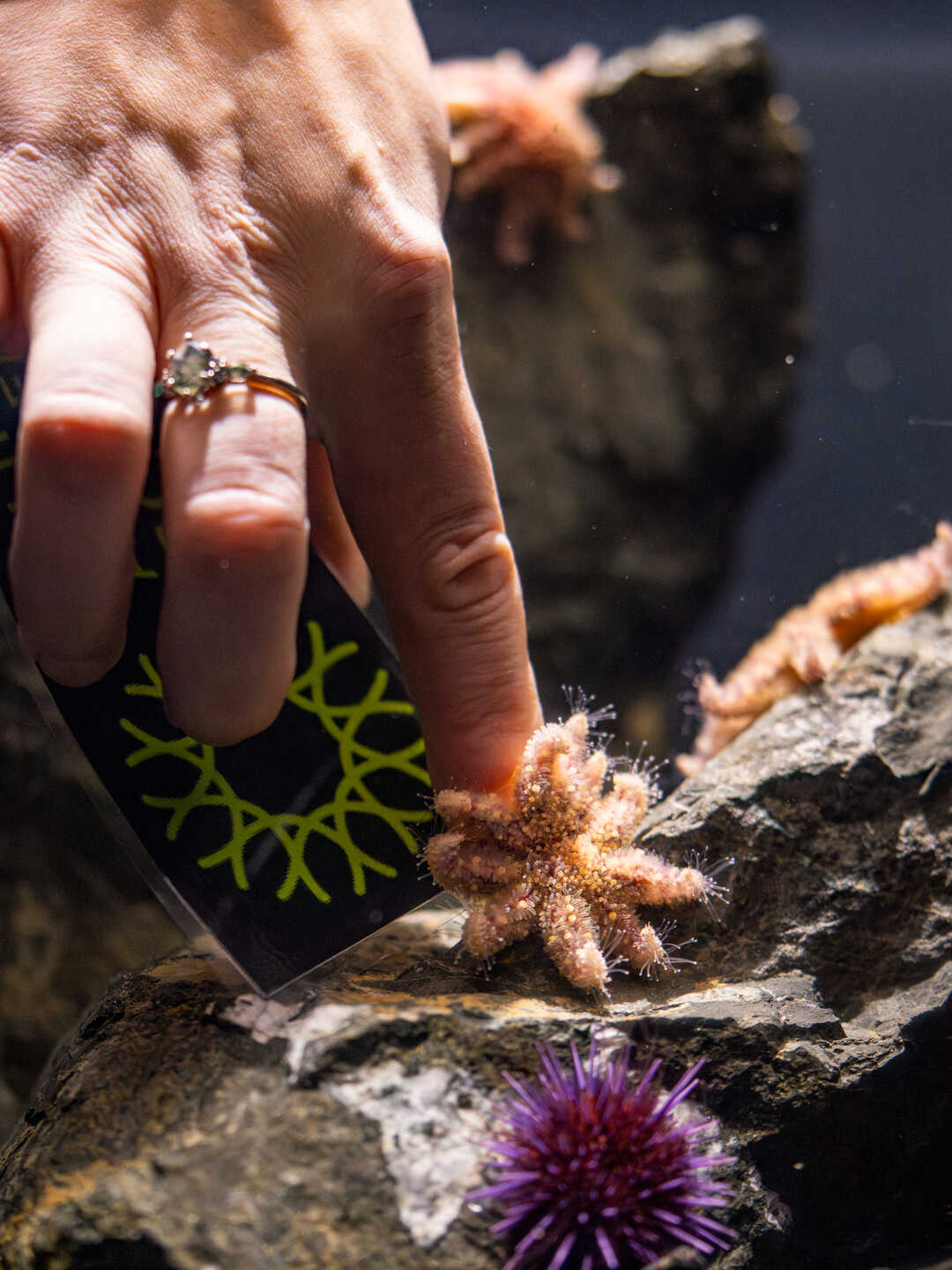 A Cal Academy biologist carefully places a juvenile sunflower sea star, or Pycnopodia, into its habitat