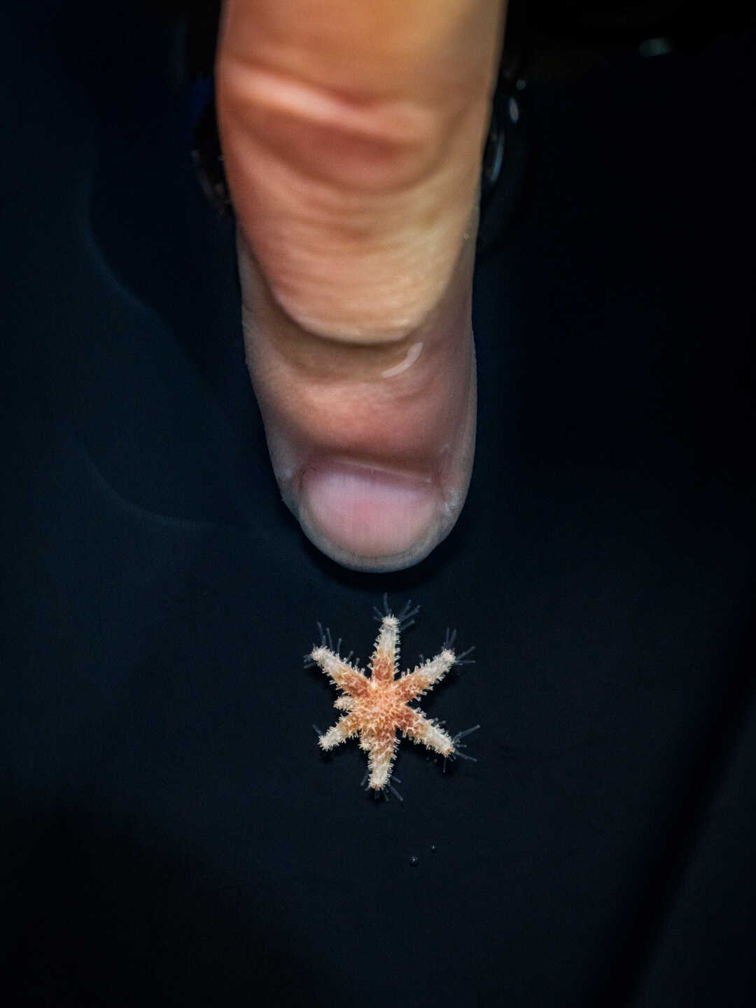 A Cal Academy biologist points at a tiny sunflower sea star juvenile, about the size of their fingernail
