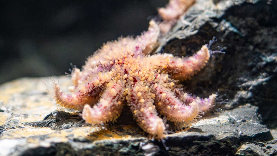 Juvenile sunflower sea stars, or Pycnopodia, on exhibit at Cal Academy