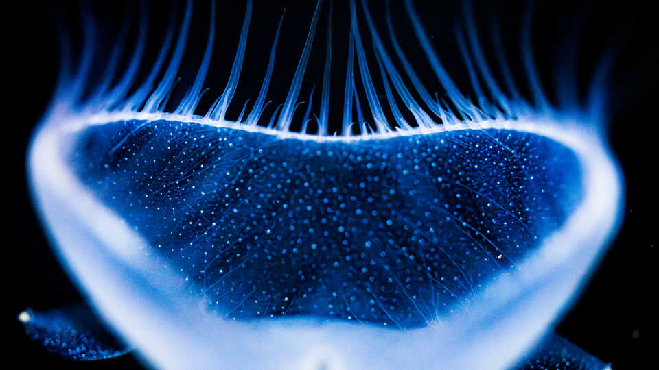 Close-up photo of the oral hood of a lions mane nudibranch on exhibit at Cal Academy