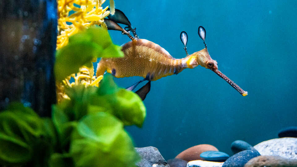 A weedy seadragon peeks out from behind seaweed in its habitat at Cal Academy