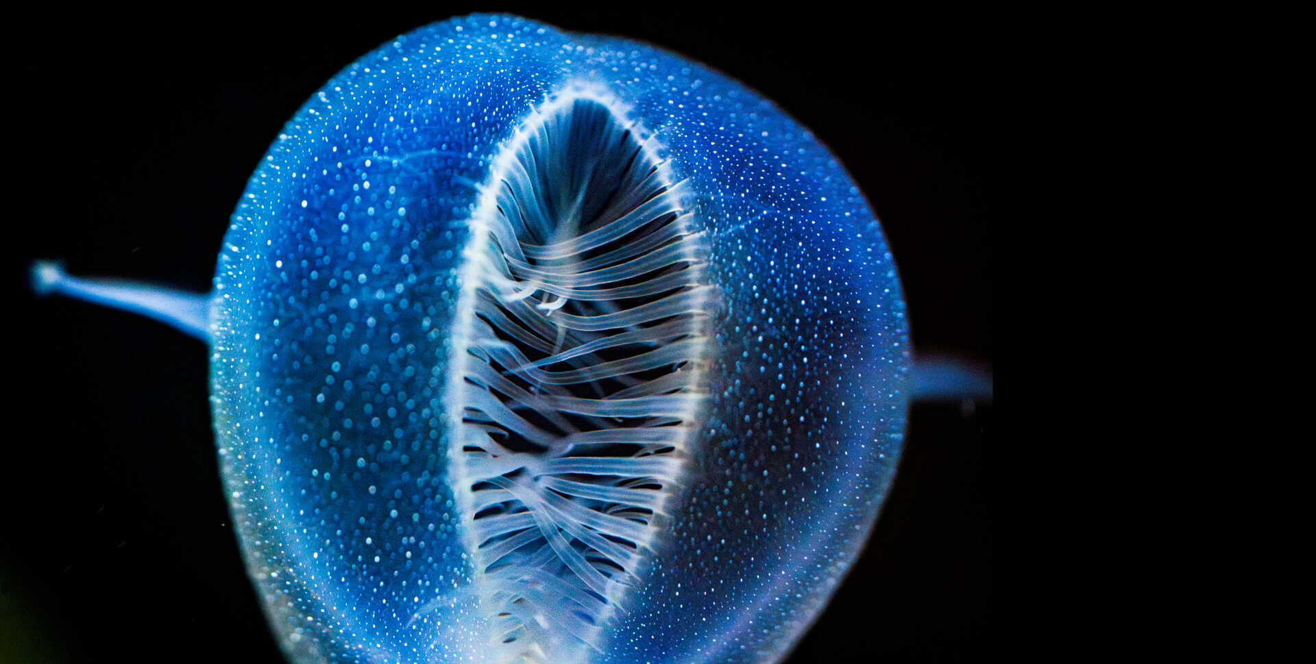 Close-up of lions mane nudibranch with oral hood and cirri closed around prey