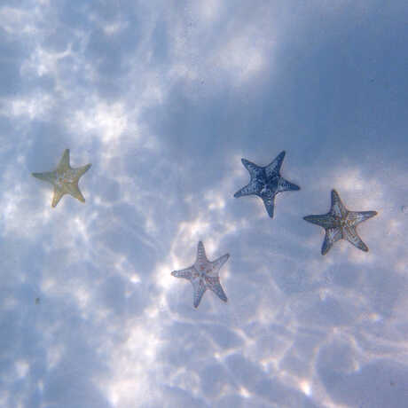 aaa