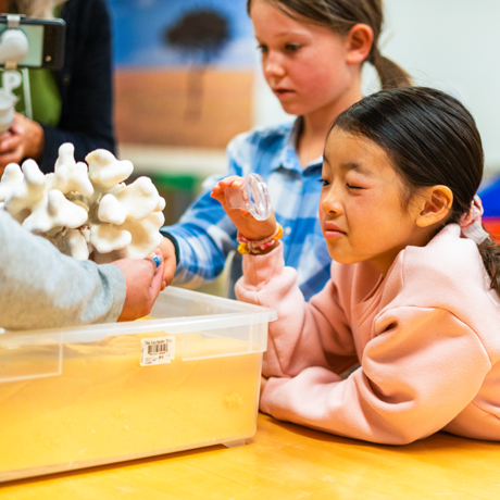 Child looking at specimen through magnifying glass