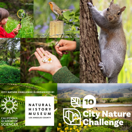 A mosaic of images showing wild plants and animals and people taking pictures