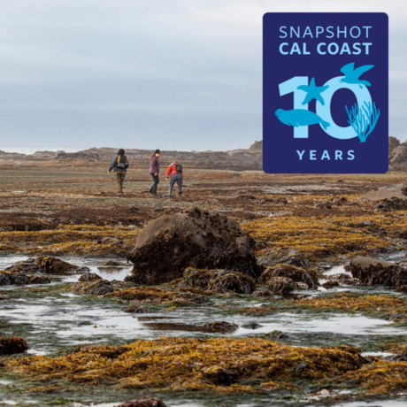 people walking on exposed reef with seaweeds