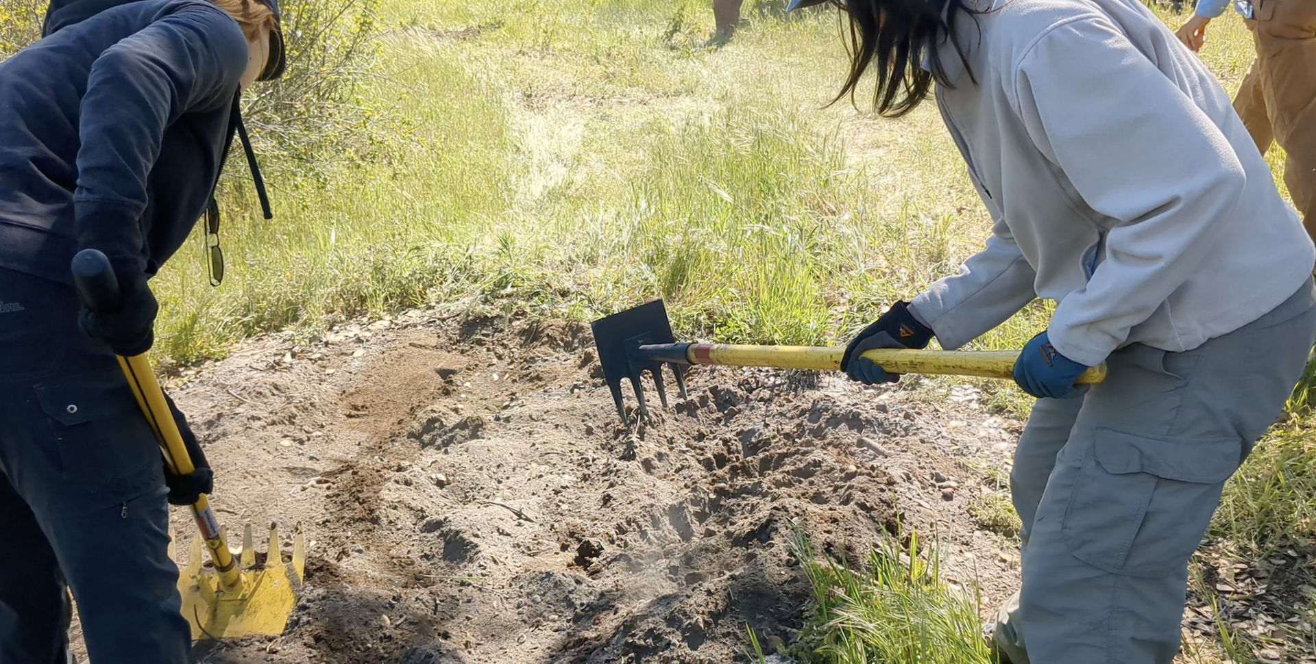 Two participants rake ash into the soil, using yellow shovel-like tools.